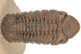 Translucent Reedops Trilobite - Rock Removed From Under Shell #189970-3